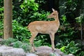 Burmese brow-antlered deer Royalty Free Stock Photo