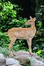 Burmese brow-antlered deer Royalty Free Stock Photo