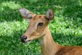 Burmese brow-antlered deer Royalty Free Stock Photo