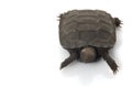 Burmese Brown Tortoise