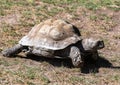 Burmese Brown Tortoise Manouria emys emys