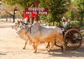 Burmese bull cart, Bagan, Myanmar Royalty Free Stock Photo