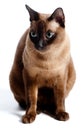 Burmese Cat