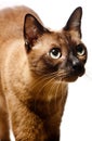 Burmese Cat