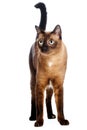 Burmese Cat