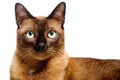 Burmese Cat