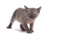 Burmese cat Royalty Free Stock Photo