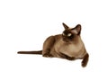 Burmese Cat