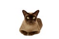 Burmese cat Royalty Free Stock Photo