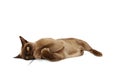 Burmese cat Royalty Free Stock Photo