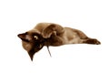 Burmese cat Royalty Free Stock Photo