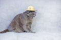 Burmese cat Boss in glasses and a straw hat sits on a gray background.