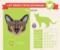 Burmese Cat breed infographics