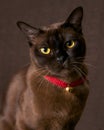 Burmese cat