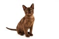 Burmese cat. Cute playful chocolate-colored kitten. On white background Royalty Free Stock Photo