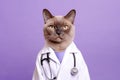 Burmese Cat Dressed As A Doctor On Lavender Color Background