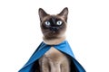 Burmese Cat Dressed As A Superhero On White Background Royalty Free Stock Photo