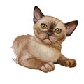Burmese cat isolated on white. Digital art illustration hand drawn kitty for web. Short haired kitten with silky coat and deep