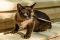 Burmese cat with leash walking on lumber, collared pet is on wood planks outdoor