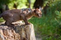 Burmese cat with leash walking outside. Burma cat wearing harness plays on dry wood in summer park