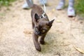 Burmese cat with leash walking outside, collared pet wandering outdoor adventure