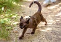 Burmese cat with leash walking outside, collared pet wandering outdoor adventure