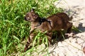 Burmese cat with leash walking outside, collared pet wandering outdoor adventure in park or garden