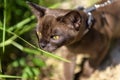 Burmese cat with leash walking outside, collared pet wandering outdoor adventure and sniffing plants