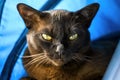 Burmese cat lies in blue cat house, cute dark brown Burma pet looking at camera