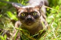 Burmese cat looks at camera scared in park or garden, close-up face of playful kitten wandering outside