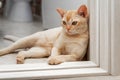Burmese cat lying on the threshold of the room. Royalty Free Stock Photo