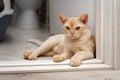 Burmese cat lying on the threshold of the room. Royalty Free Stock Photo