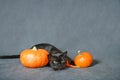 Burmese cat plays near pumpkins on gray background on Halloween Royalty Free Stock Photo