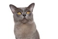 Burmese cat portrait