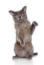 Burmese cat posing