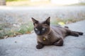 Burmese cat