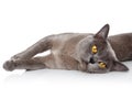 Burmese cat resting Royalty Free Stock Photo