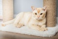 Burmese cat resting on scratching post Royalty Free Stock Photo