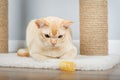 Burmese cat resting on scratching post Royalty Free Stock Photo