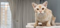 Burmese cat on a scratching post Royalty Free Stock Photo