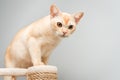 Burmese cat on a scratching post Royalty Free Stock Photo