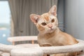 Burmese cat on a scratching post Royalty Free Stock Photo