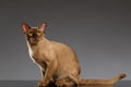 Burmese Cat Sits and looking at Camera on Gray Royalty Free Stock Photo