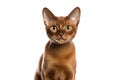 Burmese Cat Stands On A White Background
