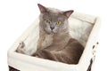Burmese cat on white background Royalty Free Stock Photo