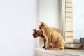 Exotic Burmese cat's family sitting on windowsill.