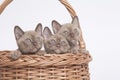 Burmese cats in big basket