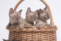 Burmese cats in big basket Royalty Free Stock Photo