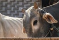 Burmese cattle portrair, Kalaw, Myanmar.