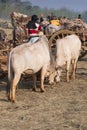 Burmese cows grazing outside Inthein market, Inle Lake, Burma